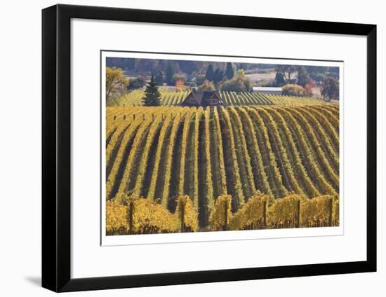 Oregon Vineyard-Donald Paulson-Framed Giclee Print