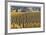 Oregon Vineyard-Donald Paulson-Framed Giclee Print