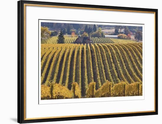 Oregon Vineyard-Donald Paulson-Framed Giclee Print