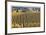 Oregon Vineyard-Donald Paulson-Framed Giclee Print