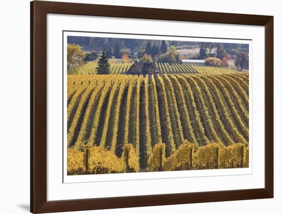 Oregon Vineyard-Donald Paulson-Framed Giclee Print