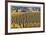 Oregon Vineyard-Donald Paulson-Framed Giclee Print