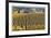 Oregon Vineyard-Donald Paulson-Framed Giclee Print