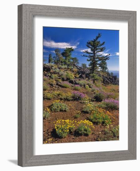 Oregon, Wallowa-Whitman NF. Yellow Eriogonum and Penstemon-Steve Terrill-Framed Photographic Print