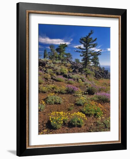 Oregon, Wallowa-Whitman NF. Yellow Eriogonum and Penstemon-Steve Terrill-Framed Photographic Print