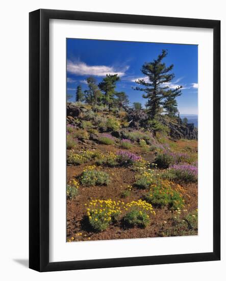 Oregon, Wallowa-Whitman NF. Yellow Eriogonum and Penstemon-Steve Terrill-Framed Photographic Print