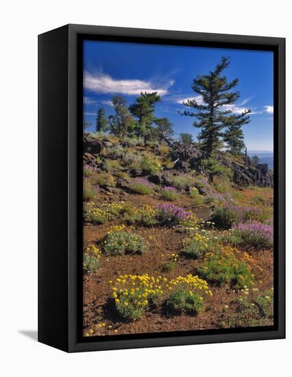 Oregon, Wallowa-Whitman NF. Yellow Eriogonum and Penstemon-Steve Terrill-Framed Premier Image Canvas