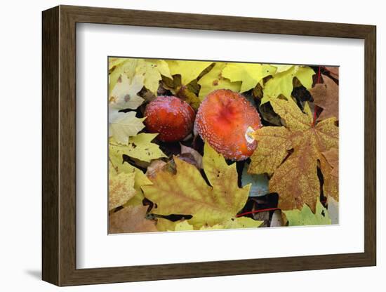 Oregon, Willamette NF. Amanita mushroom and fall-colored leaves of bigleaf maple on forest floor.-John Barger-Framed Photographic Print