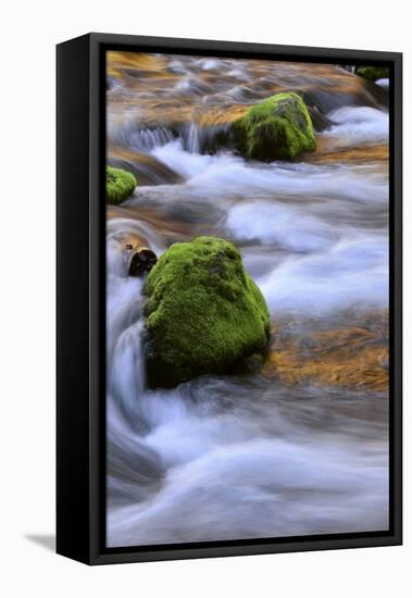 Oregon, Willamette NF. Mckenzie River Flowing over Moss-Covered Rocks-Steve Terrill-Framed Premier Image Canvas