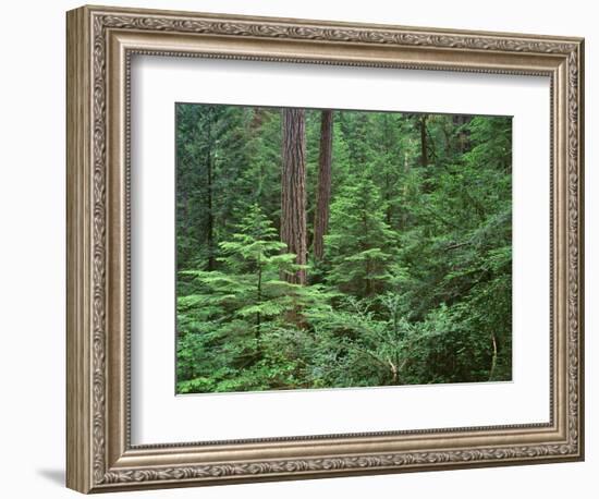 Oregon. Willamette NF, Middle Santiam Wilderness, large Douglas fir trees with western hemlock-John Barger-Framed Photographic Print