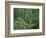 Oregon. Willamette NF, Middle Santiam Wilderness, large Douglas fir trees with western hemlock-John Barger-Framed Photographic Print