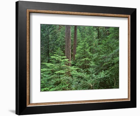 Oregon. Willamette NF, Middle Santiam Wilderness, large Douglas fir trees with western hemlock-John Barger-Framed Photographic Print