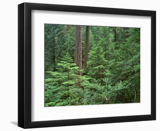 Oregon. Willamette NF, Middle Santiam Wilderness, large Douglas fir trees with western hemlock-John Barger-Framed Photographic Print