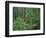 Oregon. Willamette NF, Middle Santiam Wilderness, large Douglas fir trees with western hemlock-John Barger-Framed Photographic Print