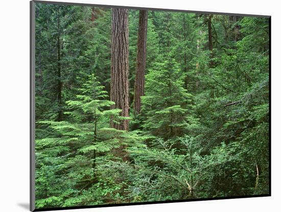 Oregon. Willamette NF, Middle Santiam Wilderness, large Douglas fir trees with western hemlock-John Barger-Mounted Photographic Print