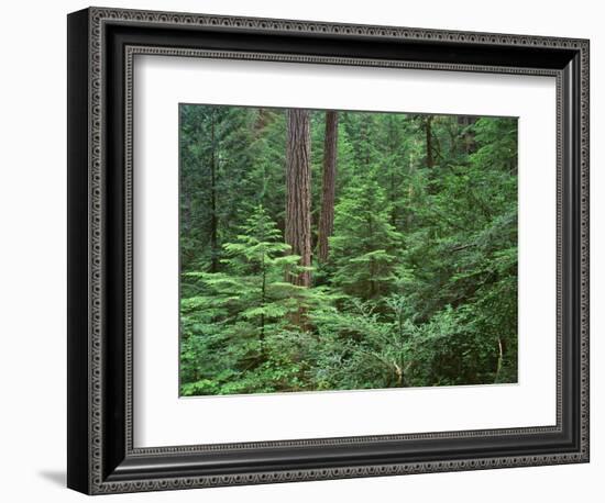Oregon. Willamette NF, Middle Santiam Wilderness, large Douglas fir trees with western hemlock-John Barger-Framed Photographic Print