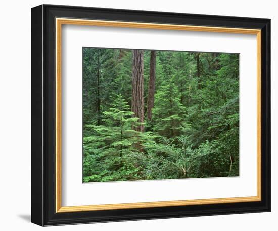 Oregon. Willamette NF, Middle Santiam Wilderness, large Douglas fir trees with western hemlock-John Barger-Framed Photographic Print