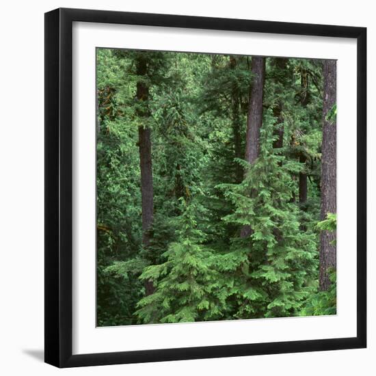 Oregon. Willamette NF, Middle Santiam Wilderness, Old-growth forest with large Douglas fir-John Barger-Framed Photographic Print