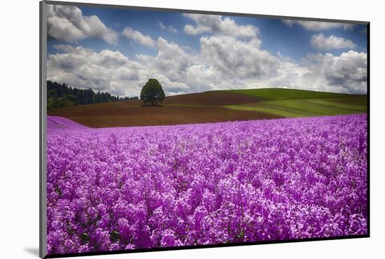 Oregon, Willamette Valley, Farming in the Willamette Valley with Dames Rocket Plants in Full Bloom-Terry Eggers-Mounted Photographic Print