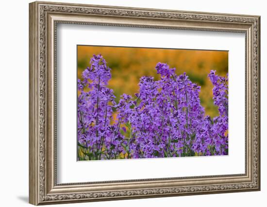 Oregon, Willamette Valley, Farming in the Willamette Valley with Dames Rocket Plants in Full Bloom-Terry Eggers-Framed Photographic Print