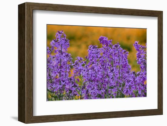 Oregon, Willamette Valley, Farming in the Willamette Valley with Dames Rocket Plants in Full Bloom-Terry Eggers-Framed Photographic Print