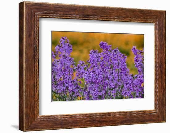 Oregon, Willamette Valley, Farming in the Willamette Valley with Dames Rocket Plants in Full Bloom-Terry Eggers-Framed Photographic Print