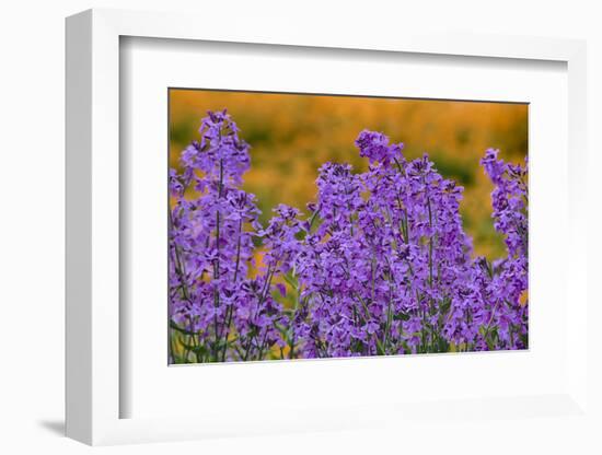 Oregon, Willamette Valley, Farming in the Willamette Valley with Dames Rocket Plants in Full Bloom-Terry Eggers-Framed Photographic Print