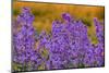 Oregon, Willamette Valley, Farming in the Willamette Valley with Dames Rocket Plants in Full Bloom-Terry Eggers-Mounted Photographic Print