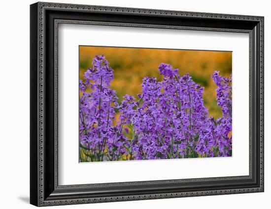 Oregon, Willamette Valley, Farming in the Willamette Valley with Dames Rocket Plants in Full Bloom-Terry Eggers-Framed Photographic Print