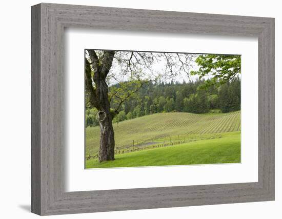 Oregon, Willamette Valley, Forest Grove. Pinot Noir Vines in Spring-Emily Wilson-Framed Photographic Print