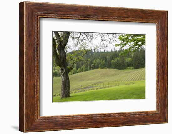 Oregon, Willamette Valley, Forest Grove. Pinot Noir Vines in Spring-Emily Wilson-Framed Photographic Print