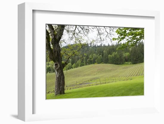 Oregon, Willamette Valley, Forest Grove. Pinot Noir Vines in Spring-Emily Wilson-Framed Photographic Print