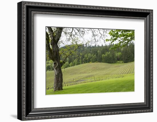 Oregon, Willamette Valley, Forest Grove. Pinot Noir Vines in Spring-Emily Wilson-Framed Photographic Print