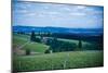 Oregon Wine Country-Erin Berzel-Mounted Photographic Print