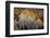 Oregon-Art Wolfe-Framed Photographic Print