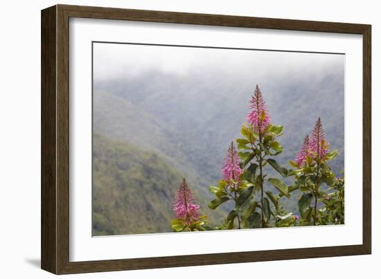 Oreocallis grandiflora, Cloud forest, 3500m altitude, Peru-Alex Hyde-Framed Photographic Print