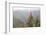 Oreocallis grandiflora, Cloud forest, 3500m altitude, Peru-Alex Hyde-Framed Photographic Print