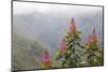 Oreocallis grandiflora, Cloud forest, 3500m altitude, Peru-Alex Hyde-Mounted Photographic Print