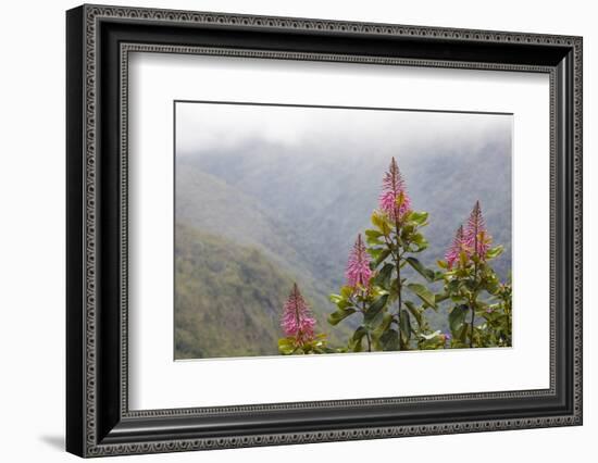 Oreocallis grandiflora, Cloud forest, 3500m altitude, Peru-Alex Hyde-Framed Photographic Print