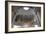 Organ, Lutheran Cathedral, Helsinki, Finland, 2011-Sheldon Marshall-Framed Photographic Print