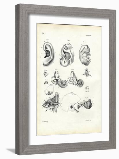 Organ of Hearing, 1863-79-Raimundo Petraroja-Framed Giclee Print