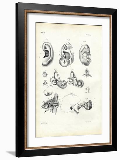 Organ of Hearing, 1863-79-Raimundo Petraroja-Framed Giclee Print