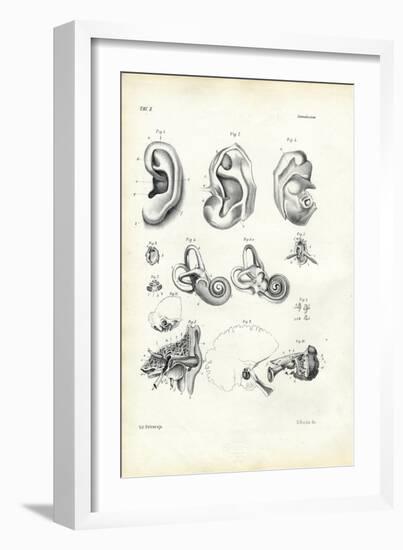 Organ of Hearing, 1863-79-Raimundo Petraroja-Framed Giclee Print