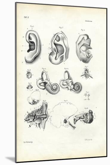 Organ of Hearing, 1863-79-Raimundo Petraroja-Mounted Giclee Print