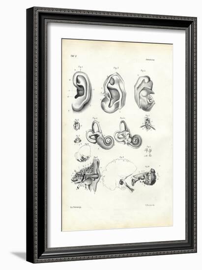 Organ of Hearing, 1863-79-Raimundo Petraroja-Framed Giclee Print