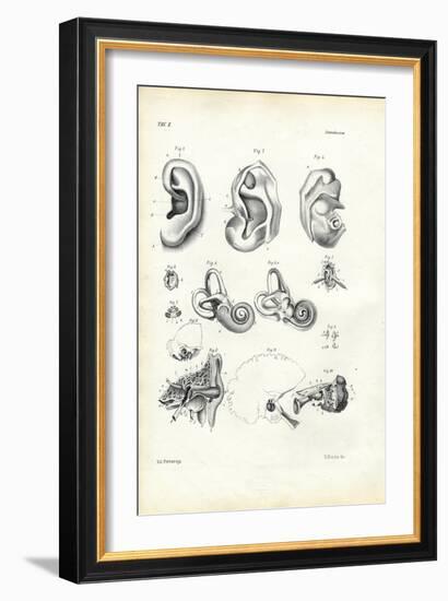 Organ of Hearing, 1863-79-Raimundo Petraroja-Framed Giclee Print