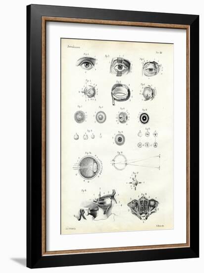 Organ of Seeing, 1863-79-Raimundo Petraroja-Framed Giclee Print