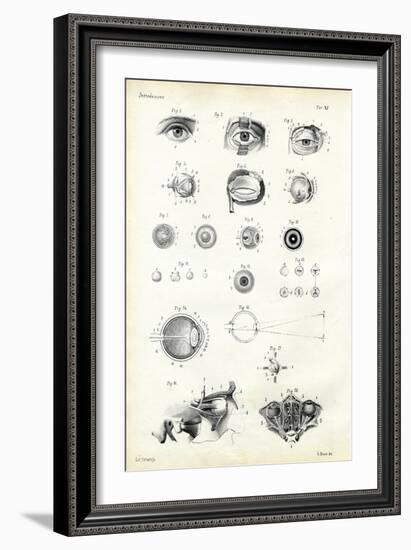 Organ of Seeing, 1863-79-Raimundo Petraroja-Framed Giclee Print