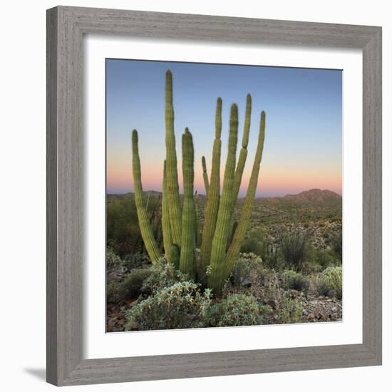 Organ Pipe Cactus at Dusk Crop-Alan Majchrowicz-Framed Photographic Print