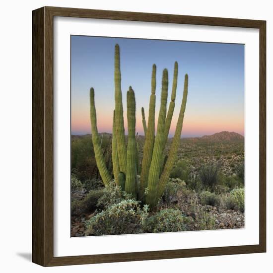 Organ Pipe Cactus at Dusk Crop-Alan Majchrowicz-Framed Photographic Print